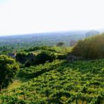 Vigne del cartinale