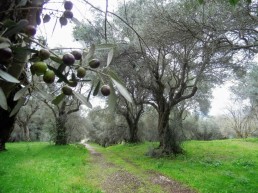villa-adriana_uliveto