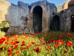 papaveri a villa adriana