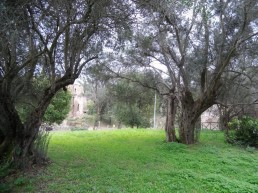 ulivi villa adriana